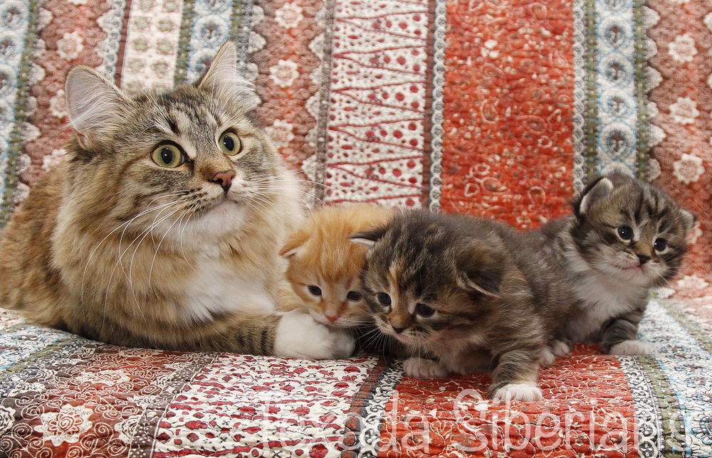 The cat relaxing on the coach