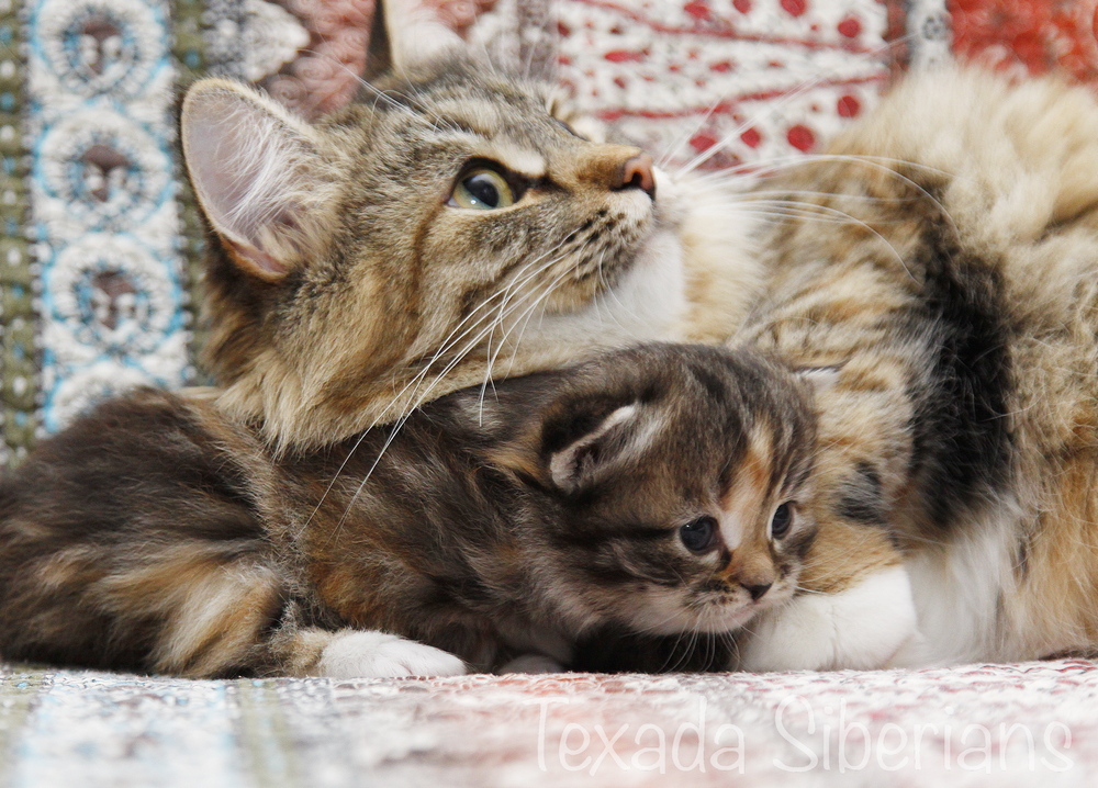 Article Tips and Stories from Allergy Sufferers on Siberian Kittens