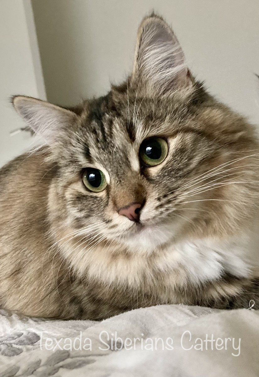 Lucia (Zlatomir Otrada)