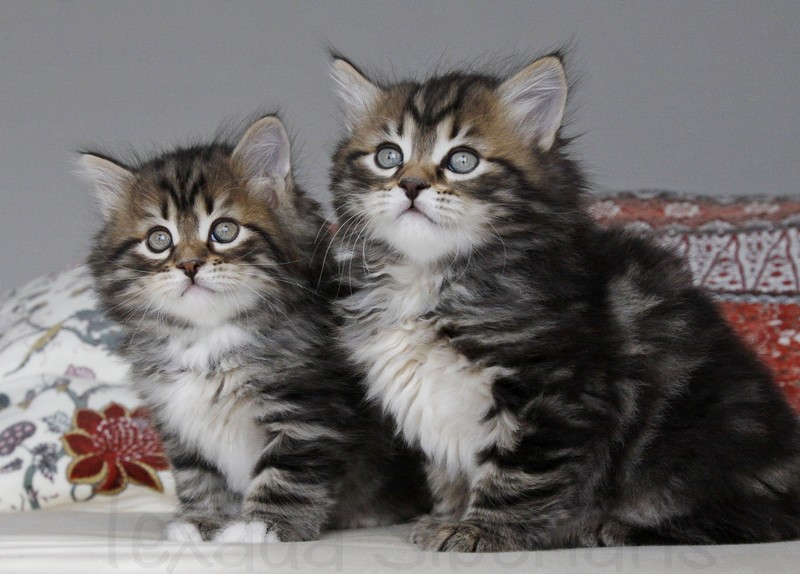 Kittens playing at Texada Siberians cattery