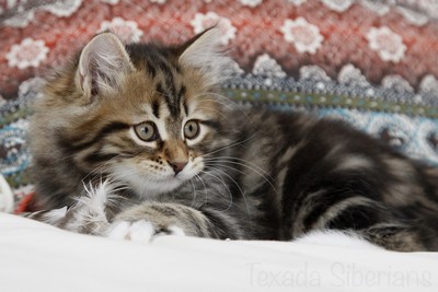 Kitten Admiral