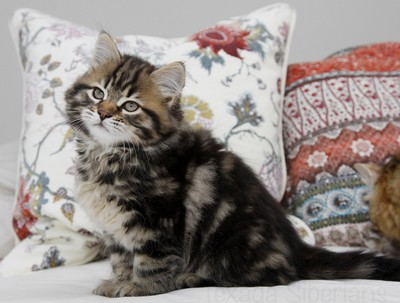 Kitten Ash