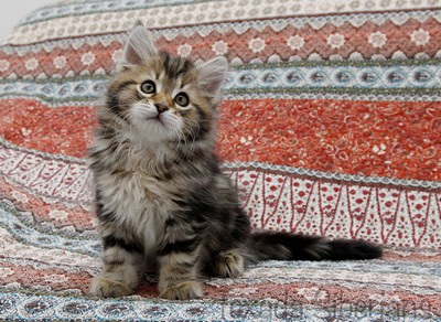 Kitten Bonbon