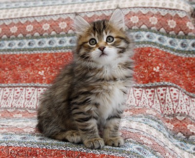 Kitten Brownie