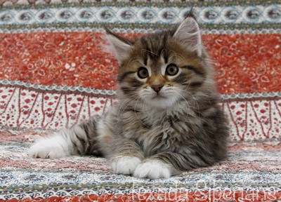 Kitten Buzz