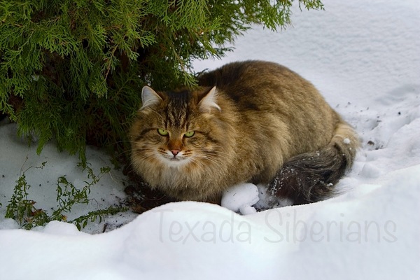 Article Why Siberian Cats Are Exceptionally Healthy