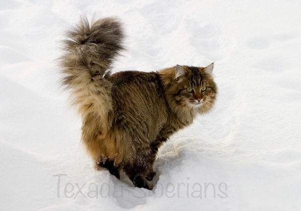 Cat in snow