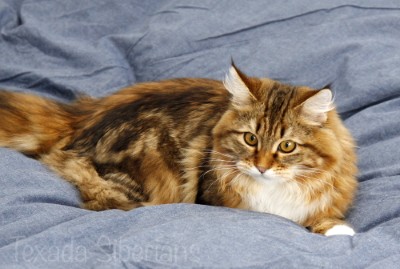 Texada Siberians Cassiopeia