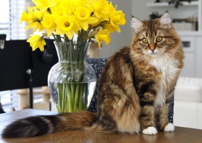 Texada Siberians Cassiopeia