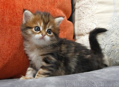 Kitten Faye