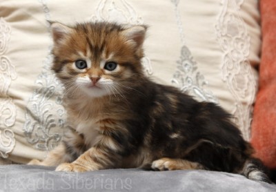 Kitten Freya