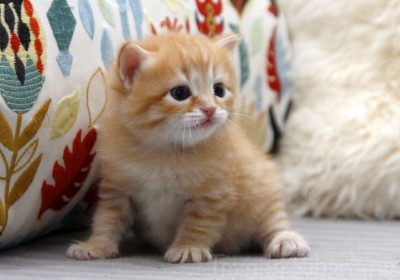 Kitten Galileo