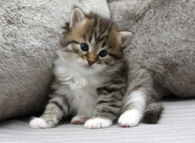 Kitten Ganymede