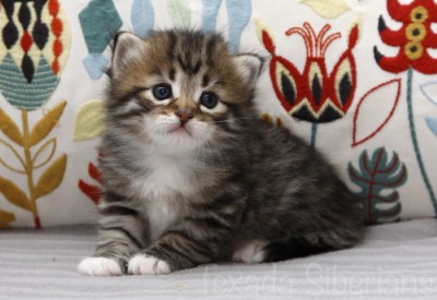 Kitten Glacier