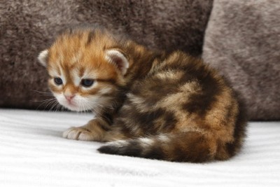 Kitten Habanero