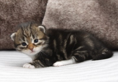 Kitten Hector