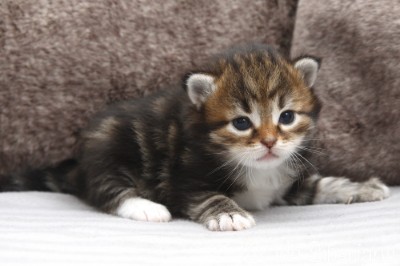 Kitten Hurricane