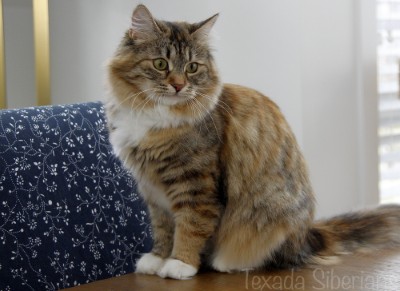 Lucia (Zlatomir Otrada)