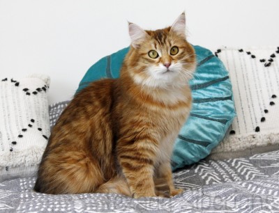 Mei Mei (Heliotrope) Sibaris