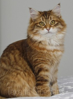 Mei Mei (Heliotrope) Sibaris