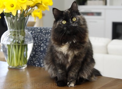 Neva’s Legend Trinity