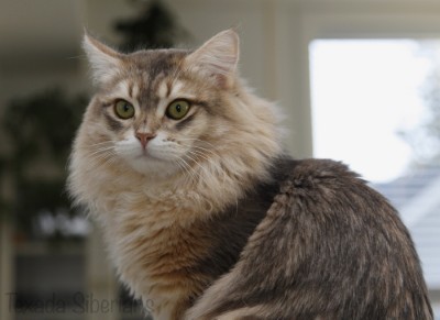 Yasha (Starsiberia Opal)