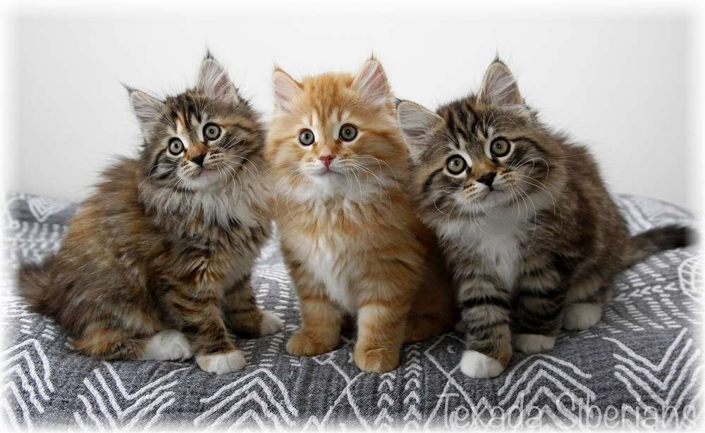 Kittens playing at Texada Siberians cattery
