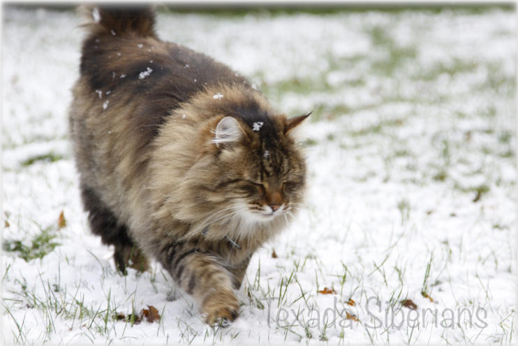 Article Exploring the Hypoallergenic Qualities of the Siberian Cat