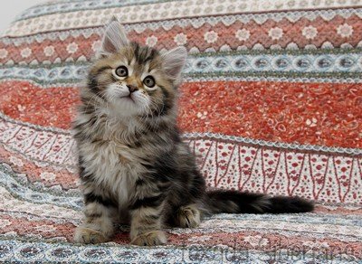 Kitten Bonbon