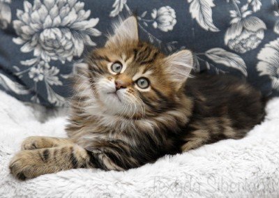 Kitten Diamond