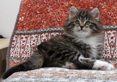 Kitten Emil