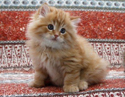 Kitten Ezra