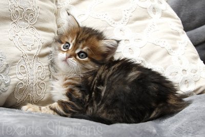 Kitten Faye