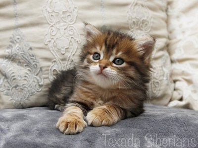 Kitten Freya