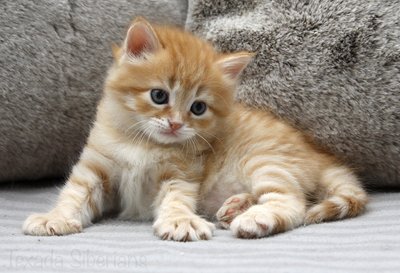 Kitten Galileo