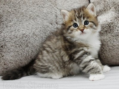 Kitten Ganymede