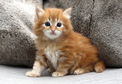 Kitten Garnet