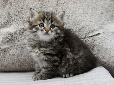 Kitten Gemma