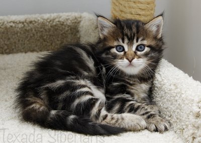 Kitten Geneva