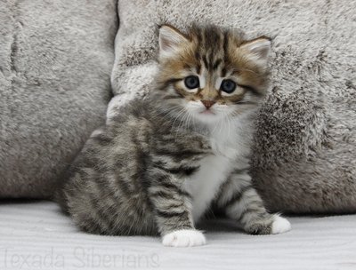 Kitten Glacier