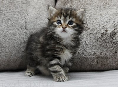 Kitten Glafira