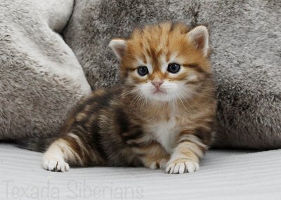 Kitten Habanero