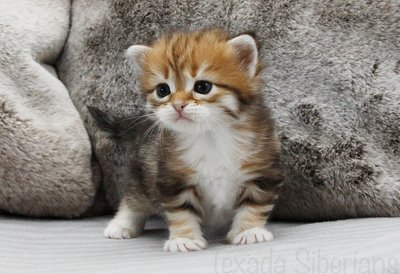 Kitten Hannah