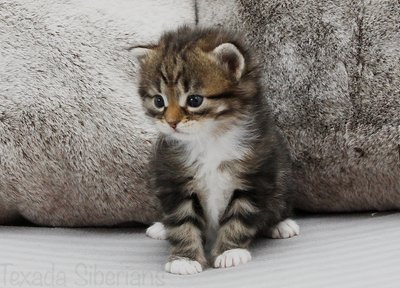 Kitten Hector