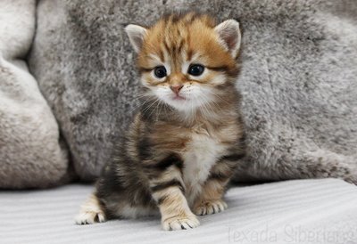 Kitten Honey