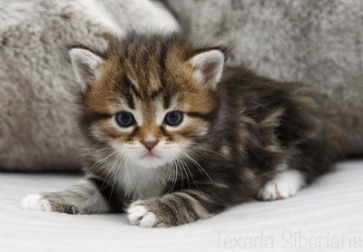 Kitten Hurricane