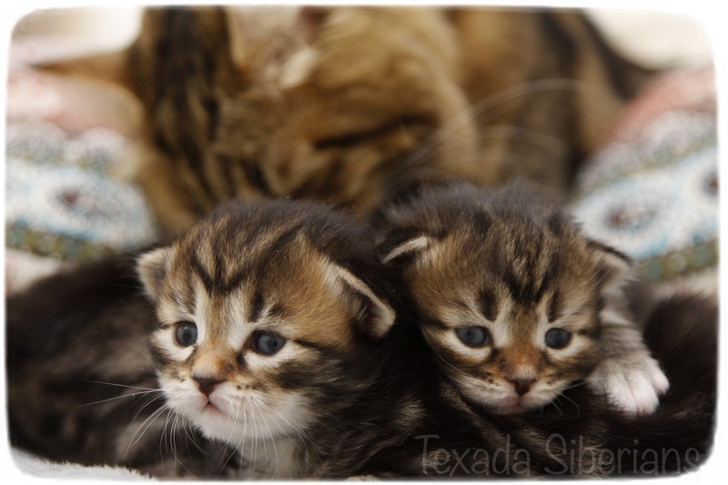 kittens
