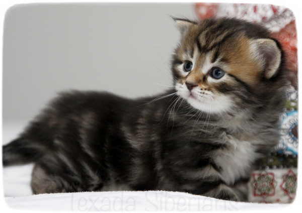 Mishka with a kitten