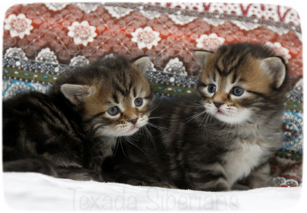 Siberian kittens playing at Texada Siberians cattery